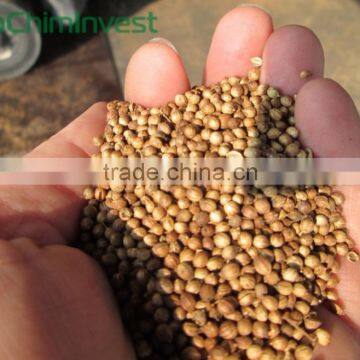 Coriander seeds