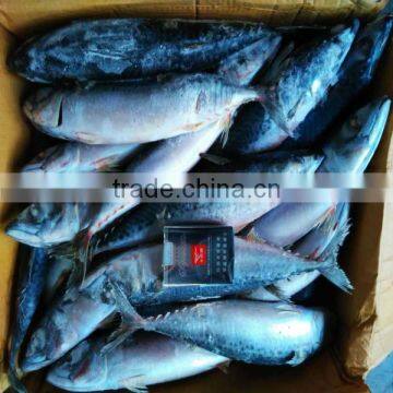 Frozen mackerel japan scomber japonicus frozen pacific mackerel whole round wholesale