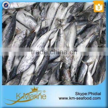 Whole Frozen Frigate Tuna photo-3