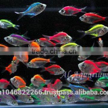 Glass Fish Mix Color For Sale / Ornamental Fish International Exporter photo-3