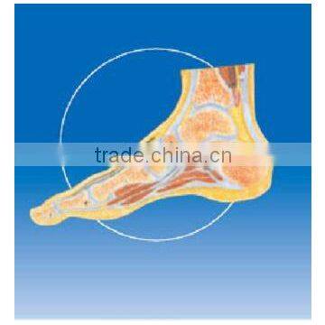 Saggital section of ankle joint