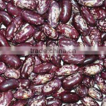 Purple Speckled Kidney Bean