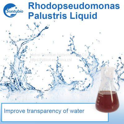 Photosynthetic Bacteria photo-4