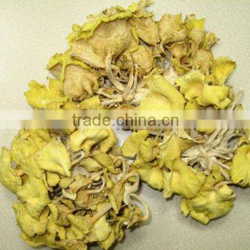 Dried Golden mushroom