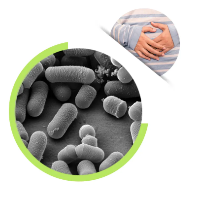 Probiotic Powder Lactobacillus Plantarum 100 billion cfu/gram Probiotics Regulate The Gut Made In China