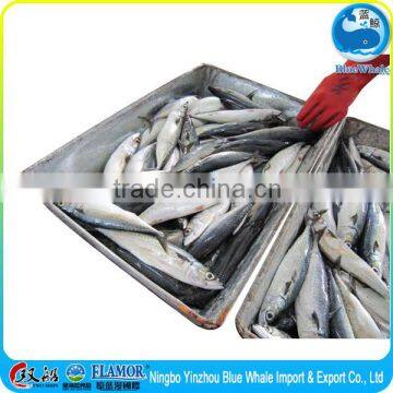 Fresh Frozen pacific mackerel whole round with mackerel fish factory