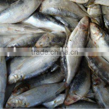 Horse Mackerel price