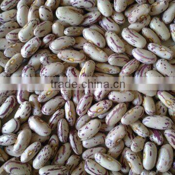 Long shape light speckled kidney beans