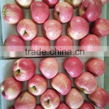 100# qinguan apple