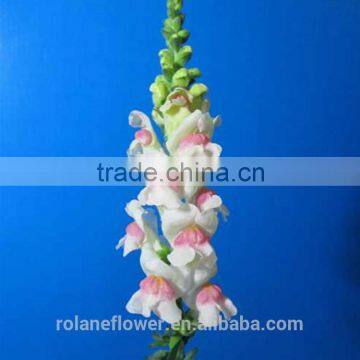 hot selling fresh cut pink antirrhinum majus flower