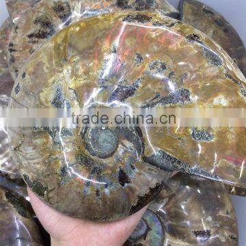 Colorful High Quality Ammolite Fossil in Different Sizes photo-2