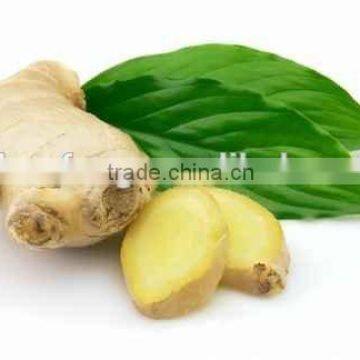 2015 new price of fresh ginger , ginger price , ginger