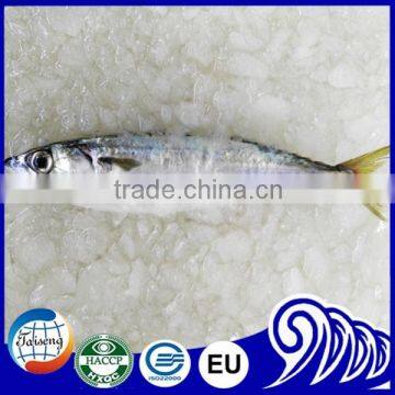 Scientific name of Pacific mackerel fish for Sale