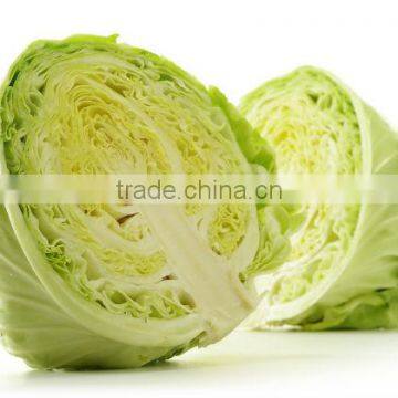 Fresh Mature Cabbage