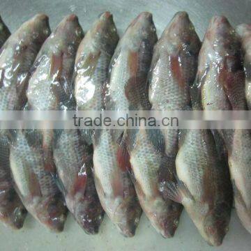 Tilapia IQF