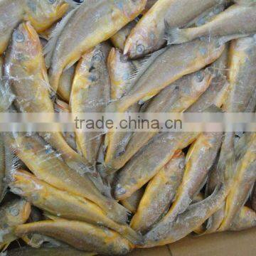 Frozen Yellow Croaker Fish