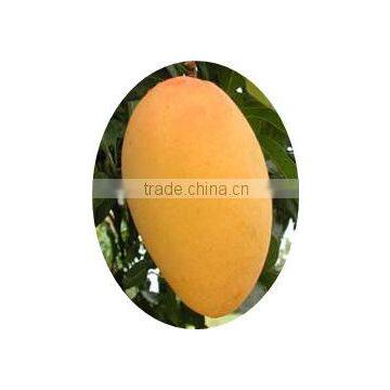 Fresh Mango