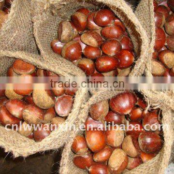 fresh chestnut, chinese chestnut for sale, good quality chestnut