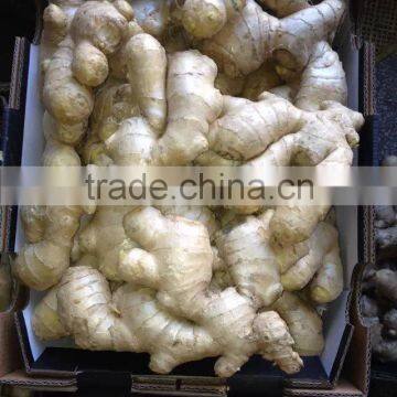 Old Ginger Variety and EXPORT Certification GINGER MATURED 9 MONTHS OLD
