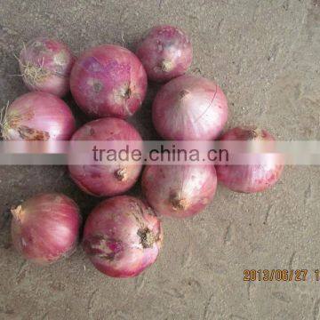 CROP 2013 RED ONION