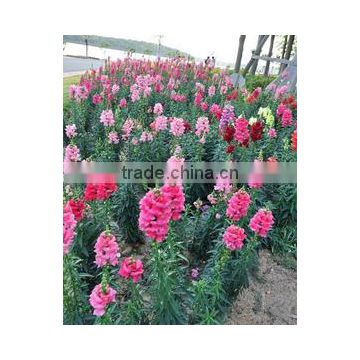 China shanghai supply High quality Snapdragon flower seeds for planting