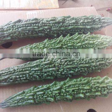 Bitter Gaurd (Momordica Charantia ) photo-2