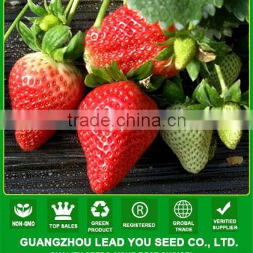 NSB01 Wotian strawberry seeds for ssale,strawberry plants