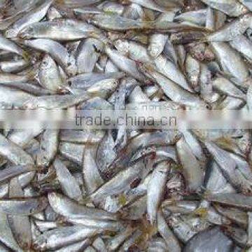 Good Quality Fish Meal Low Price,origin China