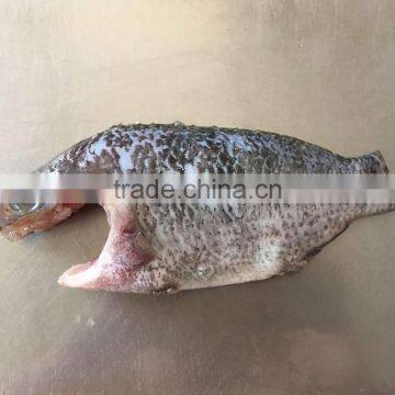 Frozen Tilapia fillet