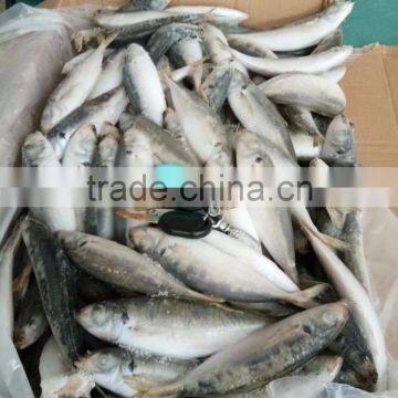 BQF 120/140 Frozen Round Scad/frozen Horse Mackerel photo-3