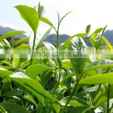 Loose Style Oolong Tea Anxi Traditional Tie Guan Yin Oolong Tea photo-4