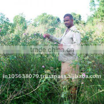 Sai Export India Sell/Pure Rose Oil/Rose Concrete/Rose Scent /top Quality Rose Oils photo-3