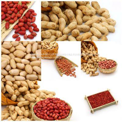 HIGH QUALITY PEANUT KERNELS BY JUNAN KAIBING photo-3