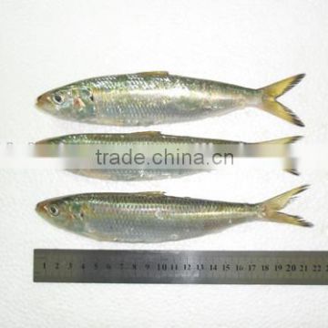 Frozen Pacific Sardines for sale 150 - 190 pcs