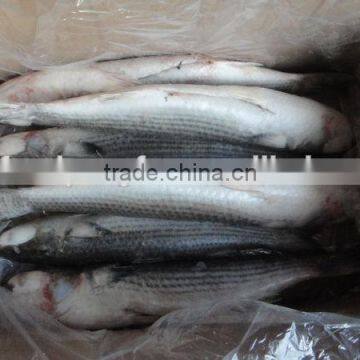 Frozen roe off 1-2kgs Grey mullet and mugil cephalus
