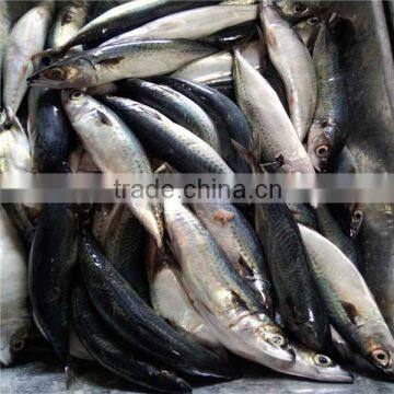 Frozen pacific mackerel