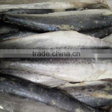 2015 Hung Frozen Spanish Mackerel Whole Gutted