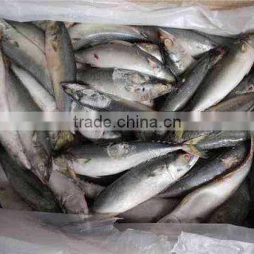 Mackerel(scomber Japonicus) WR photo-3
