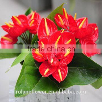 kunming wholesale red anthurium flower with single stem