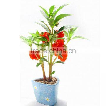 New Design Gifts for Dentists DIY Mini Bonsai Business Anniversary Gifts , Christian Wedding Gifts photo-4