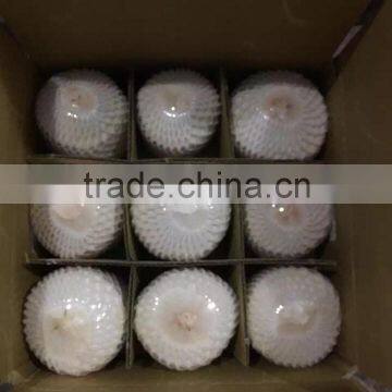 FRESH YOUNG COCONUT - DIAMOND SHAPE - HIGH QUALITY- SKYPE :TIMUOI88