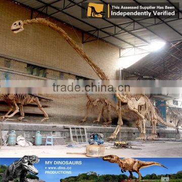 MY Dino-C071 Museum Prehistoric Animal Skeleton Model photo-3