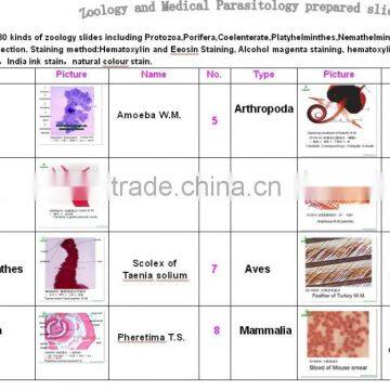 Fibrous Hyperplasia of Bone Sec. Oral Histology Pathology Parasitology Prepared Slides photo-6
