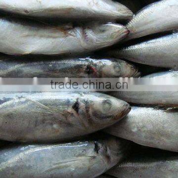 Frozen Horse Mackerel (Small Eyes)