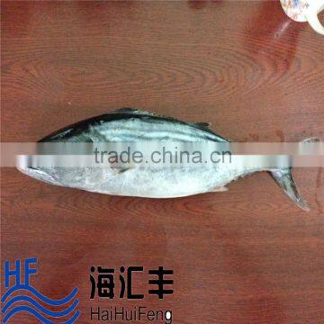 New Catching Sea Frozen Bonito tuna fish Whole Round on sale