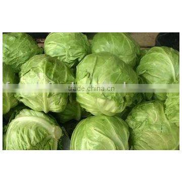 round fresh cabbage