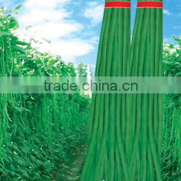 High Disease Resistance Green Chinese Long Bean Seeds Cowpea Seeds Asparagus Bean Seeds For Sowing-Summer Autumn Oil Green F1