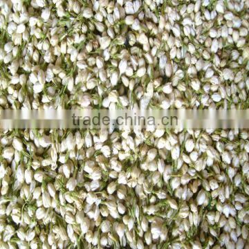 China dried jasmine flower