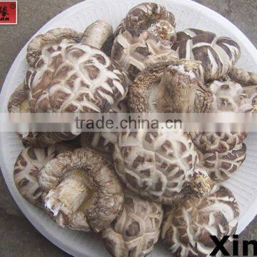 Top nutrition Tea flower mushroom,hot new product for 2015