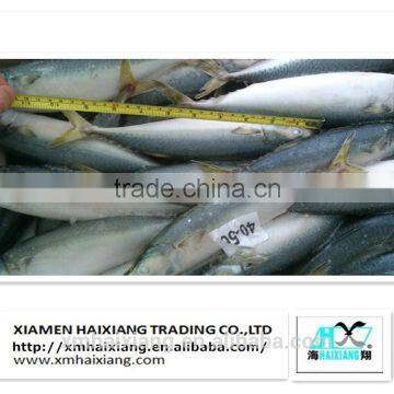 Wholesale Frozen Pacific Mackerel Fish in High Quality photo-3